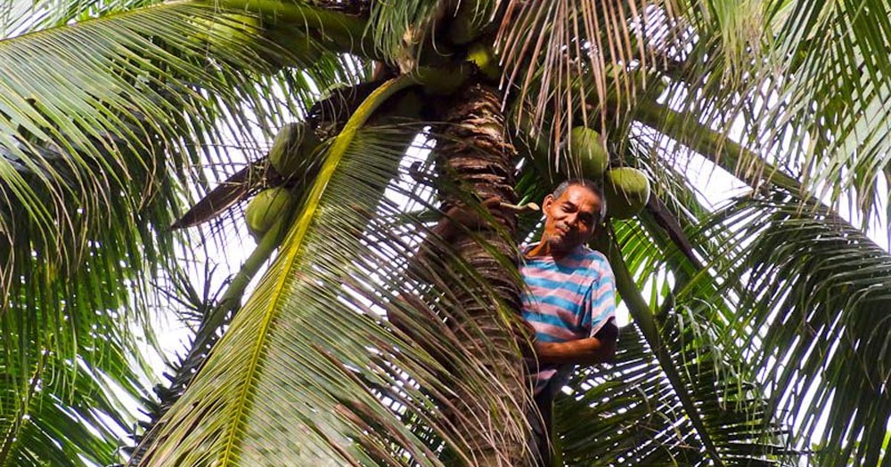 Chăm sóc cây dừa