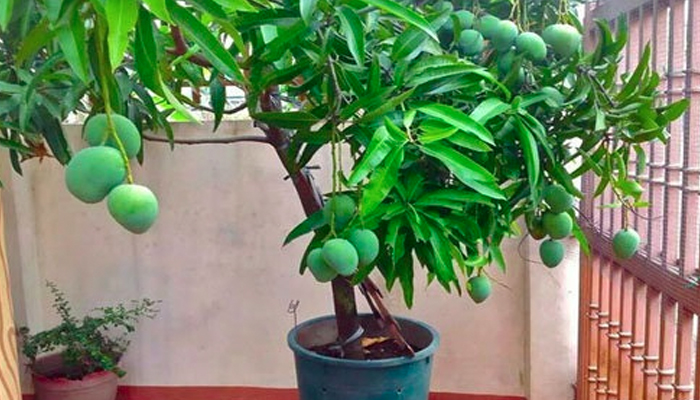 Những lưu ý quan trọng khi trồng cây ăn quả tại nhà