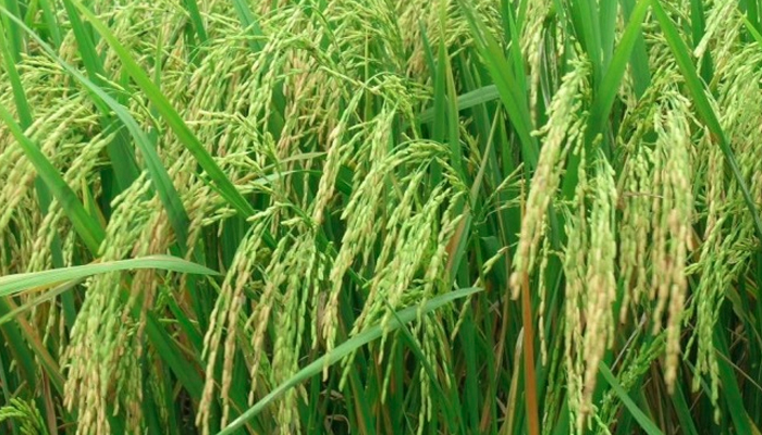 Các nguyên nhân chính khiến cây lúa mắc bệnh