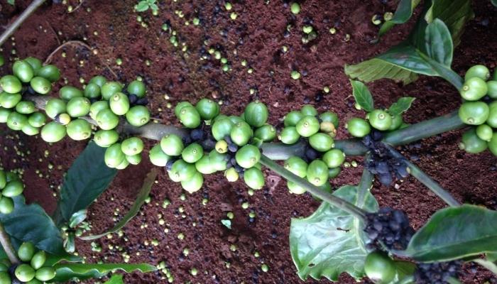 Thực trạng cây cà phê rụng trái non