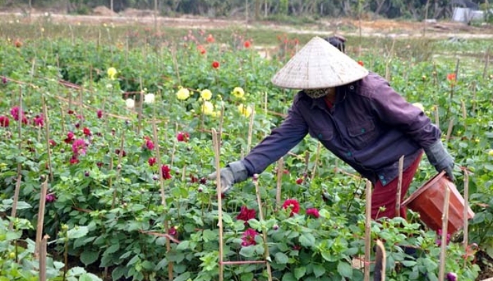 Cách dùng phân bón khi trồng hoa thược dược bằng hạt