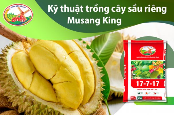 kỹ thuật trồng sầu riêng musang king