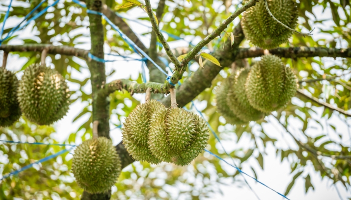 hướng dẫn kỹ thuật trồng cây sầu riêng tại miền bắc