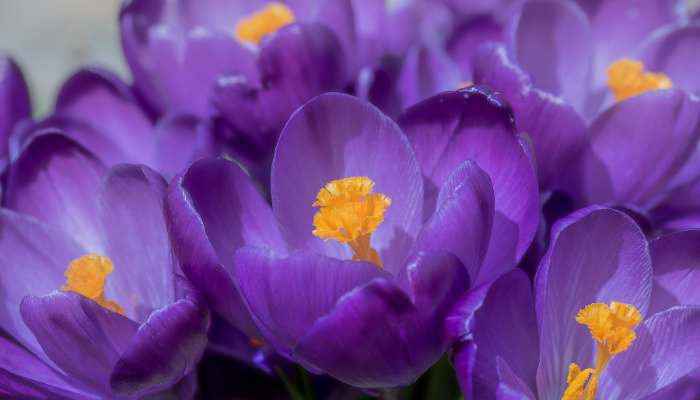 Thời gian nở hoa violet
